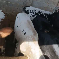 فروش گوساله نر|حیوانات مزرعه|فراشبند, |دیوار