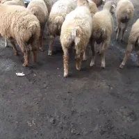 بره نر پای پروار|حیوانات مزرعه|چهاردانگه (آذربایجان), |دیوار