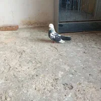 کفتر نر|پرنده|شاهرود, |دیوار