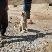 پژدر ۷ ماهه ماده