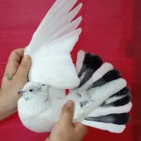 کفتر گرفتنی برج