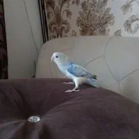 طوطی برزیلی ماده