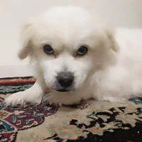 عروسک زیبا پامر نر تودل برو