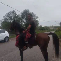 اسب دوخون|اسب و تجهیزات اسب‌سواری|کوچصفهان, |دیوار