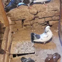 کفتر|پرنده|قم, هفت تیر|دیوار