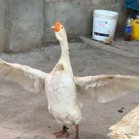 قوقاز لیندا