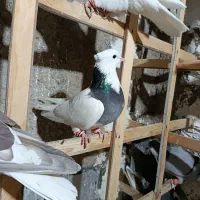 کبوتر رنگی سیاپوش شیرازی|پرنده|قزوین, |دیوار