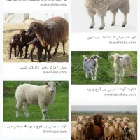 هورو کردن گوسفند میش و بره.بز و بزغاله|خدمات پیشه و مهارت|خزل, |دیوار