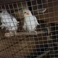 2 عدد عروس هلندی