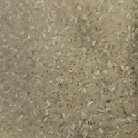 برنج نیم دانه فجر امسالی زیر قیمت