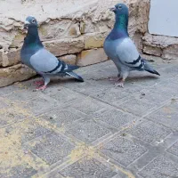 سبز|پرنده|تایباد, |دیوار