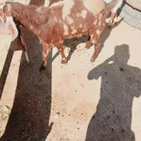 شیش عدد بز|حیوانات مزرعه|اهواز, اسماعیلیه|دیوار