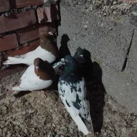 2جفت کفتر کاردرست|پرنده|کرمان, |دیوار