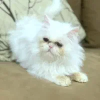گربه پرشین نروماده