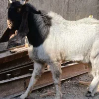 بزونربز|حیوانات مزرعه|مشهد, شیرحصار|دیوار