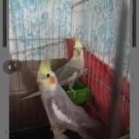 عروس هلندی با قفس