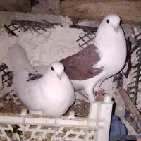 کفتر ملقی معامله ای