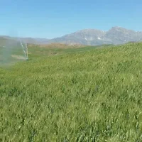 اجاره زمین کشاورزی با 5اینچ آب پمپاژ رودخانه