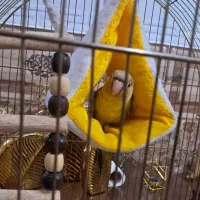 جوجه طوطی گرینچک آناناسی تازه دونه خور چلوندنی|پرنده|شیراز, شهدای شهرک سعدی|دیوار