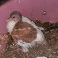 کفتر خالدم چپ زرد چپ سرخ واسه دستی کردن