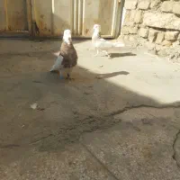 یک جفت طوقی هفت رنگ|پرنده|خرمآباد, |دیوار