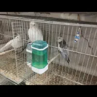 عروس هلندی مولد|پرنده|تهران, باغ فیض|دیوار