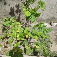 ۲۵۰ متر زمین کلنگی دبکری