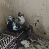 کفتر تهرانی پرشی و کینگ|پرنده|کرج, شهرک بنفشه|دیوار