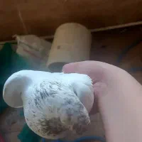 حیوانات|پرنده|فولادشهر, مسکن مهر فولادشهر|دیوار