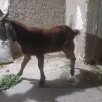 بز نر در شادگان