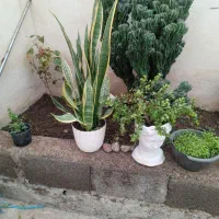 معاوضه با پرنده|گل و گیاه طبیعی|بره‌سر, |دیوار