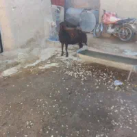 بره قوچ افشاری|حیوانات مزرعه|شیرین‌سو, |دیوار