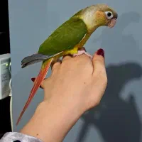 جوجه طوطی گرینچک آناناسی تازه دونه خور چلوندنی|پرنده|شیراز, شهدای شهرک سعدی|دیوار