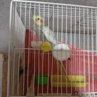 جفت جوجه عروس|پرنده|زابل, |دیوار