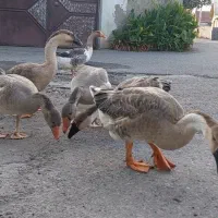 ۶عدد غاز وقوغاز هرکدام ۳عدد یکجا بفروش میرسد