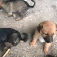 واگذاری توله سگ میکس ژرمن