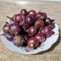 پیاز قرمز ریز