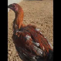 جوجه خروس لاری|حیوانات مزرعه|قم, قلعه کامکار|دیوار