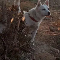 واگذاری سگ شیتزو