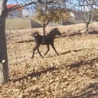 کره اصیل|اسب و تجهیزات اسب‌سواری|سردرود, |دیوار