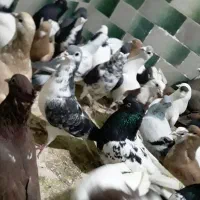 کفتررنگه ۴۰تا مال بیرجند