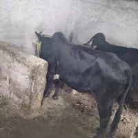 لیشه قصابی