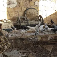 کفتر|پرنده|قم, نیروگاه|دیوار