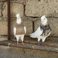 الماسی|پرنده|امیدیه, |دیوار