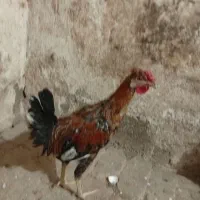 نیمچه مرغ خروس گلین