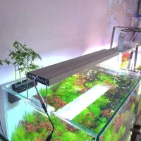 نور wrgb پلنت