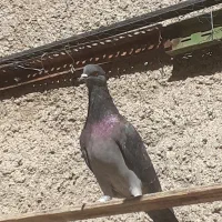 کبوترشهریار