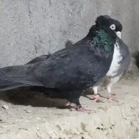 تیپ کبوتر|پرنده|باغ بهادران, |دیوار