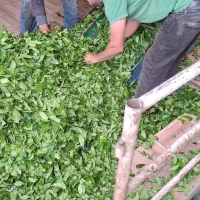 چای بهاره درجه ۱ (مستقیم از کارخانه)