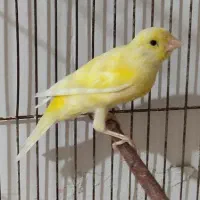 ماده لیمویی و سرامیکی سرخ نر‌ مست|پرنده|شیراز, جانبازان|دیوار